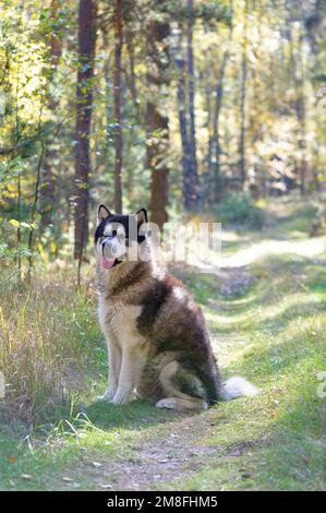 Alaska Malamute im Herbstwald Stockfoto