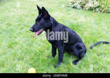 Sechs Monate schwarzer schäferhund Stockfoto