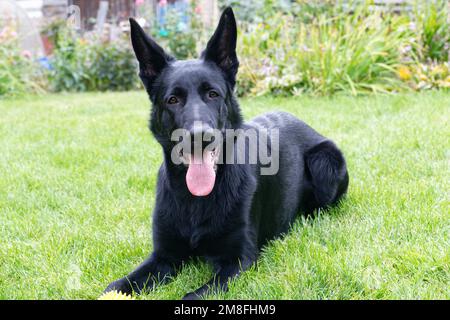 Sechs Monate schwarzer schäferhund Stockfoto