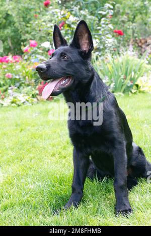 Vier Monate schwarzer schäferhund Stockfoto