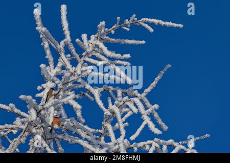 Zweige bedeckt mit Eis und Schnee und mit zwei Bullfinken vor dem Hintergrund des hellblauen Himmels Stockfoto