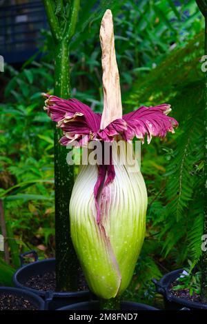 Ein Titan Arum, auch bekannt als Leichenblume in einer seltenen Blüte im Januar 2023 in Adelaide Botanic Gardens in Australien. Stockfoto