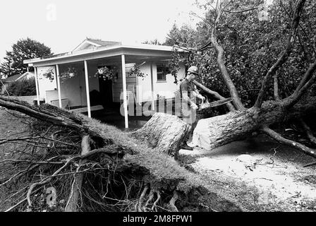 Ein Seabee von Naval Construction Battalion Unit 408 schneidet mit einer Kettensäge einen Baum, der in einem Grundbaugebiet aufgrund der starken Winde, die das Gebiet während des Hurricane Bob treffen, umfiel. Basis: Naval Ed und TC, Newport Staat: Rhode Island(RI) Land: Vereinigte Staaten von Amerika (USA) Stockfoto