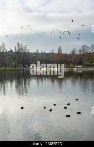 Öffentlicher Park mit einem großen See, in dem Enten ruhig schwimmen, während andere Vögel den Himmel überqueren. Stockfoto