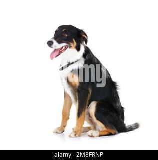 Border Collie, Haustier- und Hundestudiohintergrund, Hintergrund und Mockup-Bereich. Hunde, Treue und Haustiere auf weißem Hintergrund warten auf Aufmerksamkeit Stockfoto