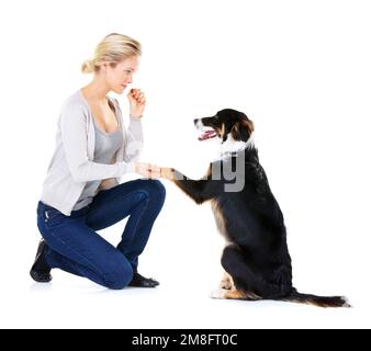 Frau, Hundetraining und Pfote im Studio, um zu lernen, sich zu konzentrieren und mit Hundefutter auf weißem Hintergrund zu grüßen. Trainer, Tierfreund und auf das Unterrichten achten Stockfoto