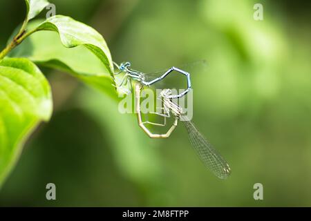 Wunderschöne Libelle, die auf einer getrockneten Klinge auf einem grünen Grashintergrund sitzt Stockfoto