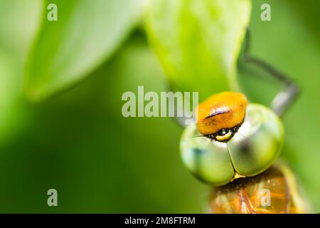 Wunderschöne Libelle, die auf einer getrockneten Klinge auf einem grünen Grashintergrund sitzt Stockfoto