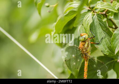 Wunderschöne Libelle, die auf einer getrockneten Klinge auf einem grünen Grashintergrund sitzt Stockfoto