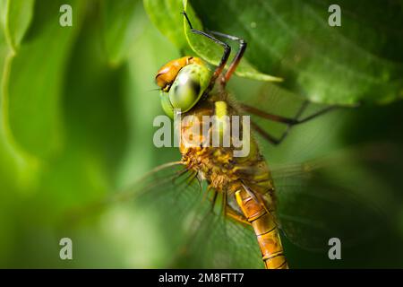 Wunderschöne Libelle, die auf einer getrockneten Klinge auf einem grünen Grashintergrund sitzt Stockfoto