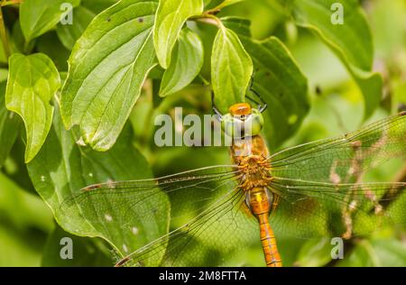 Wunderschöne Libelle, die auf einer getrockneten Klinge auf einem grünen Grashintergrund sitzt Stockfoto