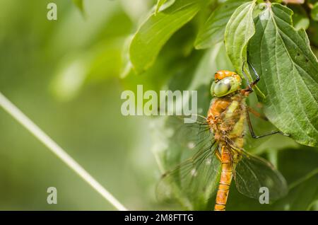 Wunderschöne Libelle, die auf einer getrockneten Klinge auf einem grünen Grashintergrund sitzt Stockfoto