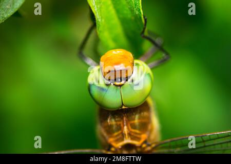 Wunderschöne Libelle, die auf einer getrockneten Klinge auf einem grünen Grashintergrund sitzt Stockfoto