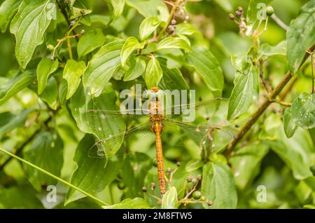 Wunderschöne Libelle, die auf einer getrockneten Klinge auf einem grünen Grashintergrund sitzt Stockfoto