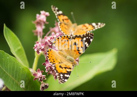 Gemalter Schmetterling auf blühenden lila Distelblumen aus nächster Nähe. Stockfoto