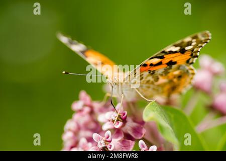 Gemalter Schmetterling auf blühenden lila Distelblumen aus nächster Nähe. Stockfoto