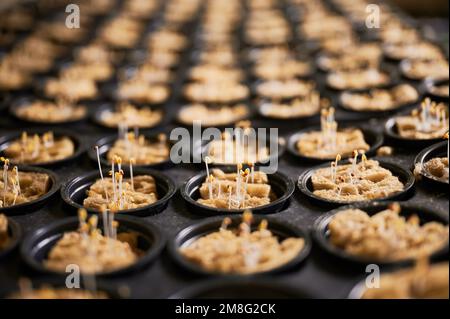 Lagerschale für Setzlinge mit Pflanzen, die in mikrogrünen Töpfen mit Samenstarterstopfen keimen. Nahaufnahme des Gewächshauskörpers mit Pflanzensprossen, die in Bodenschwammstopfen wachsen. Stockfoto