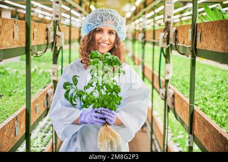 Porträt einer Gärtnerin, die einen Topf mit grünem Basilikum hält, in die Kamera schaut und im Gewächshaus lächelt. Glückliche Frau mit kulinarischen Kräutern, die im Gang zwischen Gewächshäusern mit Pflanzen steht. Stockfoto