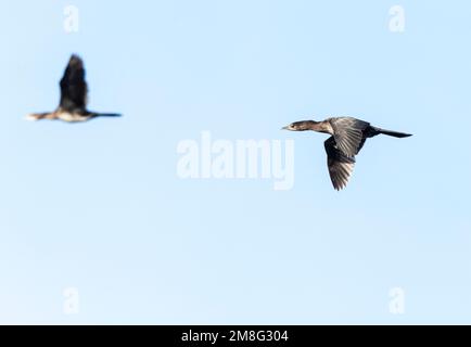 Pygmy Cormorant (Microcarbo pygmaeus) an der bulgarischen Küste im Herbst während der Migration. Stockfoto