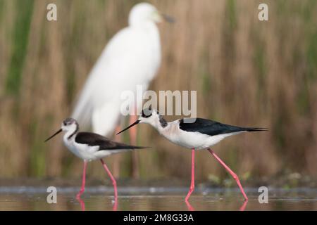 Steltkluten lopend in Wasser met Grote Zilverreiger op Achtergrond; Black-winged Stelzen walking in Wasser mit Silberreiher im Hintergrund Stockfoto