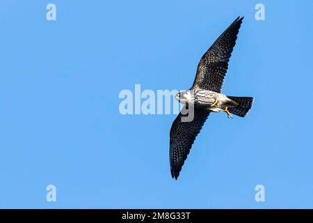 Eurasischen hobby (Falco subbuteo) im Flug im Herbst Migration in Bulgarien Stockfoto
