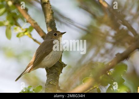 Red-breasted Schopftyrann unreifen männlichen thront, Kleine Vliegenvanger zittend onvolwassen Mann Stockfoto