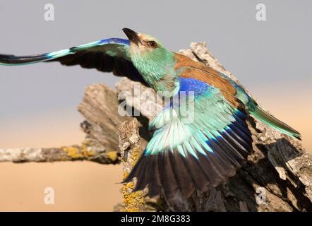 Scharrelaar wegvliegend van zijn Nest; Europäische Rolle (Coracias garrulus) fliegen aus seinem Nest Stockfoto