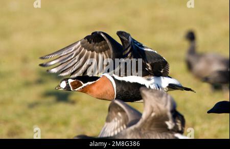 Roodhalsgans Rotganzen tussen; Red-breasted Gans unter Brent Stockfoto