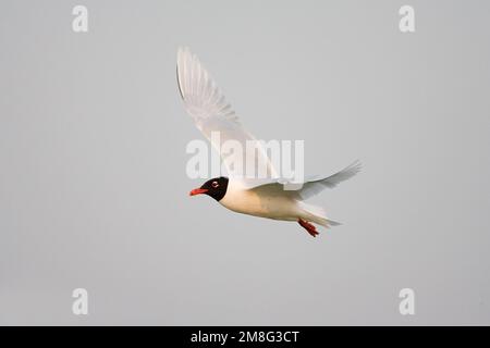 Mediterranean Gull nach Fliegen; Zwartkopmeeuw volwassen Vliegend Stockfoto