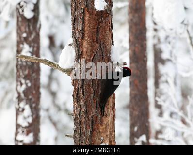 Zwarte Specht tegen een Boom in besneeuwd Taiga bos; Schwarzspecht thront gegen einen Baum in einer verschneiten Taiga forest Stockfoto
