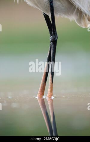 Kleine Zilverreiger poten; Seidenreiher Beine Stockfoto