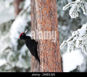 Zwarte Specht tegen een Boom in besneeuwd Taiga bos; Schwarzspecht thront gegen einen Baum in einer verschneiten Taiga forest Stockfoto