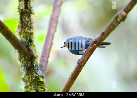 Maskierte Flowerpiercer Mascurberghoningkruiper; Stockfoto