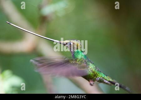 In Zwaardkolibrie vlucht; Schwert-billed Hummingbird im Flug Stockfoto