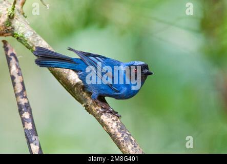 Maskierte Flowerpiercer Mascurberghoningkruiper; Stockfoto