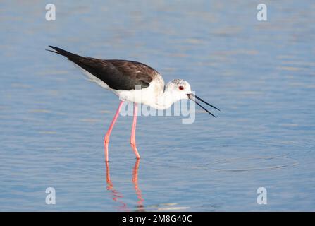 Schwarz - geflügelte Stelzenläufer (Himantopus himantopus) im Skala Kalloni Salinen, auf der Insel Lesbos, Griechenland Stockfoto