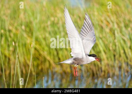 Witwangstern, Whiskered Seeschwalbe, Chlidonias hybrida Stockfoto