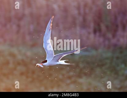 Visdief vissend; Flussseeschwalbe angeln Stockfoto