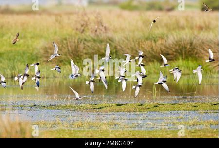 Witwangstern, Whiskered Seeschwalbe, Chlidonias hybrida und Witvleugelstern, White-winged Seeschwalbe, Chlidonias Stockfoto