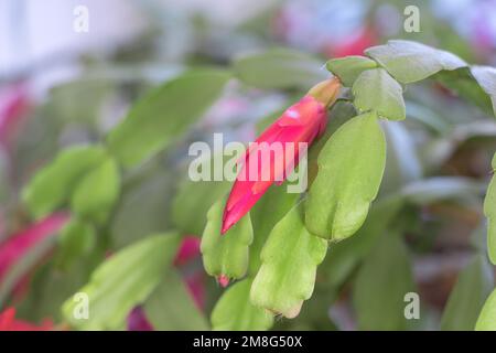 Das rote Weihnachtskaktus-Wunder in Bud: Eine Nahaufnahme von Schlumbergera Cactus Stockfoto