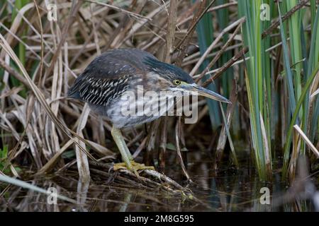 Green Heron, Groene Reiger, Butorides virescens Stockfoto