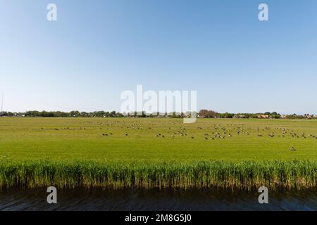 Zwarte Rotgans Groep foeragerend op Weiland; dunkel-bellied Brent Goose nahrungssuche an der Wiese Stockfoto