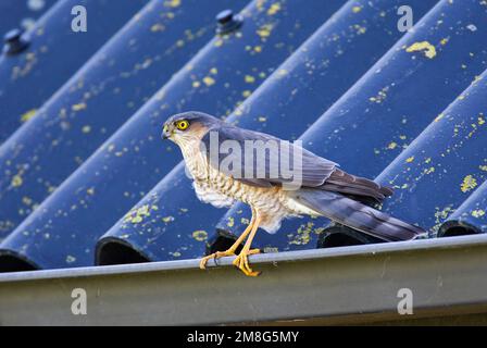 Sperwer zittend in de dakgoot; Eurasian Sparrowhawk auf dem Dach Stockfoto