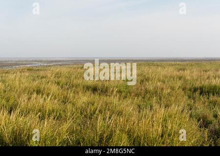 Kust in Westhoek met Vogels in Achtergrond; Küste bei Westhoek mit Vögeln im Hintergrund Stockfoto