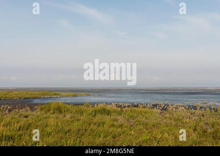 Kust in Westhoek met Vogels in Achtergrond; Küste bei Westhoek mit Vögeln im Hintergrund Stockfoto