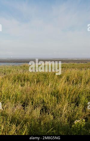 Kust in Westhoek met Vogels in Achtergrond; Küste bei Westhoek mit Vögeln im Hintergrund Stockfoto