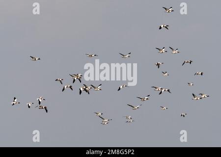 Bergeend groep Vliegend; Brandente Herde fliegen Stockfoto