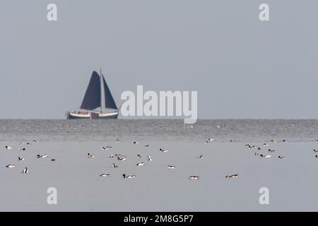 Bergeend Groep zwemmend im Wattenmeer met Segelboot op Achtergrond; Brandente schwimmen im Wattenmeer mit Segelboot im Hintergrund Stockfoto