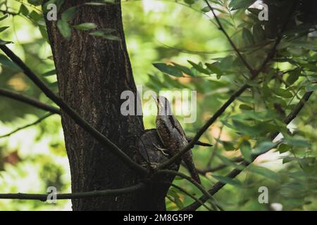 Ein eurasischer Kehlkopf (Jynx Torquilla) auf einem Baum Stockfoto