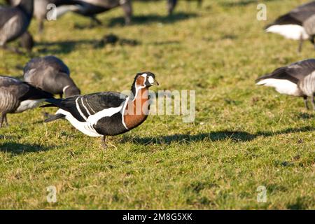 Roodhalsgans Rotganzen tussen; Red-breasted Gans unter Brent Stockfoto